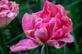 Beautiful pink tulips in the garden. Close-up Royalty Free Stock Photo