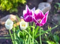 Beautiful pink tulips in the garden close-up, Royalty Free Stock Photo