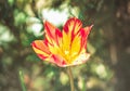 Beautiful pink tulips in the garden close-up Royalty Free Stock Photo