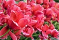 Beautiful pink tulips in the garden, springtime natural scene Royalty Free Stock Photo