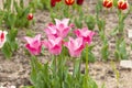 Beautiful pink tulips growing in garden, closeup. Spring season Royalty Free Stock Photo