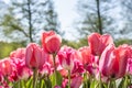 Beautiful Pink Tulips Growing in Spring Garden Royalty Free Stock Photo