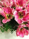 blooming pink tulips