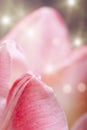 Beautiful pink tulips Royalty Free Stock Photo