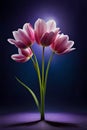 beautiful pink tulips over gradient purple background. elegant tulip flowers