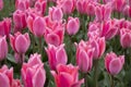 Beautiful pink tulips in the park