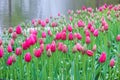 Beautiful pink tulips photographed in misty morning fog on a rainy day. Raindrops on fuchsia petals and blurred in background.