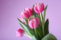 Beautiful pink tulips on purple background