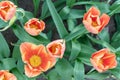 Beautiful pink tulips. Tulip flower with green leaf background in tulip field at spring day for beauty decoration and agriculture Royalty Free Stock Photo