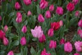 Beautiful pink tulips with water droplets Royalty Free Stock Photo