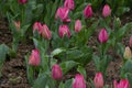 Beautiful pink tulips with water droplets Royalty Free Stock Photo