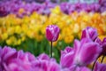 Beautiful pink tulips with water droplets Royalty Free Stock Photo