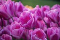 Beautiful pink tulips with water droplets Royalty Free Stock Photo