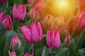 Beautiful pink tulips with water droplets Royalty Free Stock Photo