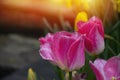 Beautiful pink tulips with water droplets Royalty Free Stock Photo