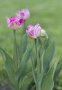 Pink tullip blossoms in the garden Royalty Free Stock Photo