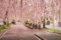 Beautiful pink tunnels of ShidarezakuraWeeping Cherry blossoms on the Nicchu Line,Kitakata,Fukushima,Tohoku,Japan