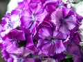 Beautiful pink Turkish carnation flowers, macro Royalty Free Stock Photo