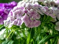 Beautiful pink Turkish carnation flowers, macro Royalty Free Stock Photo