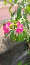 Beautiful pink twin flowers in garden