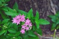 Beautiful pink verbena.