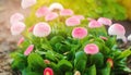 Beautiful pink vibrant flowers Bellis in a spring sunny garden. Daisy family. Bellis perennis. Soft selective focus