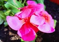 Beautiful Vinca flower lit by morning sun