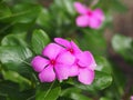 Beautiful pink vinca flowers.