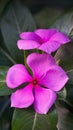 Beautiful pink vinca flowers madagascar periwinkle on green leaves background