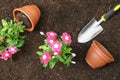 Beautiful pink vinca flowers and shovel on soil, flat lay