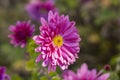 Beautiful pink violet chrysanthemum with dew drops in the garden. Sunny day, shall depth of the field Royalty Free Stock Photo