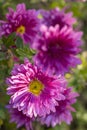 Beautiful pink violet chrysanthemum with dew drops in the garden. Sunny day, shall depth of the field Royalty Free Stock Photo