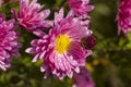 Beautiful pink violet chrysanthemum with dew drops in the garden. Sunny day, shall depth of the field Royalty Free Stock Photo