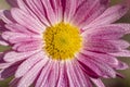 Beautiful pink violet chrysanthemum with dew drops in the garden. Sunny day, shall depth of the field Royalty Free Stock Photo