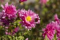 Beautiful pink violet chrysanthemum with dew drops in the garden. Sunny day, shall depth of the field Royalty Free Stock Photo