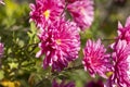 Beautiful pink violet chrysanthemum with dew drops in the garden. Sunny day, shall depth of the field Royalty Free Stock Photo