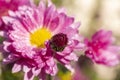Beautiful pink violet chrysanthemum with dew drops in the garden. Sunny day, shall depth of the field Royalty Free Stock Photo