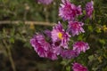 Beautiful pink violet chrysanthemum with dew drops in the garden. Sunny day, shall depth of the field Royalty Free Stock Photo