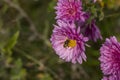 Beautiful pink violet chrysanthemum with dew drops in the garden. Sunny day, shall depth of the field Royalty Free Stock Photo