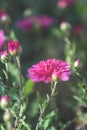 Beautiful pink violet chrysanthemum in the garden Royalty Free Stock Photo