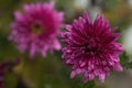 Beautiful pink violet chrysanthemum in the garden Royalty Free Stock Photo