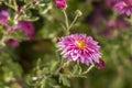 Beautiful pink violet chrysanthemum in the garden. Sunny day, shall depth of the field. Floral background Royalty Free Stock Photo