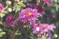 Beautiful pink violet chrysanthemum in the garden. Sunny day, shall depth of the field. Floral background Royalty Free Stock Photo