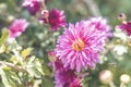 Beautiful pink violet chrysanthemum in the garden. Sunny day, shall depth of the field. Floral background Royalty Free Stock Photo