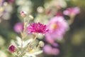 Beautiful pink violet chrysanthemum in the garden. Sunny day, shall depth of the field. Floral background Royalty Free Stock Photo