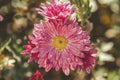 Beautiful pink violet chrysanthemum in the garden. Sunny day, shall depth of the field. Floral background Royalty Free Stock Photo