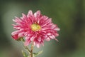 Beautiful pink violet chrysanthemum in the garden. Sunny day, shall depth of the field. Floral background Royalty Free Stock Photo