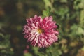 Beautiful pink violet chrysanthemum with water drops in the garden. Sunny day, shall depth of the field. Floral background Royalty Free Stock Photo