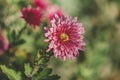 Beautiful pink violet chrysanthemum with water drops in the garden. Sunny day, shall depth of the field. Floral background Royalty Free Stock Photo