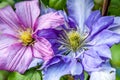 Beautiful pink and violet clematis close up Royalty Free Stock Photo